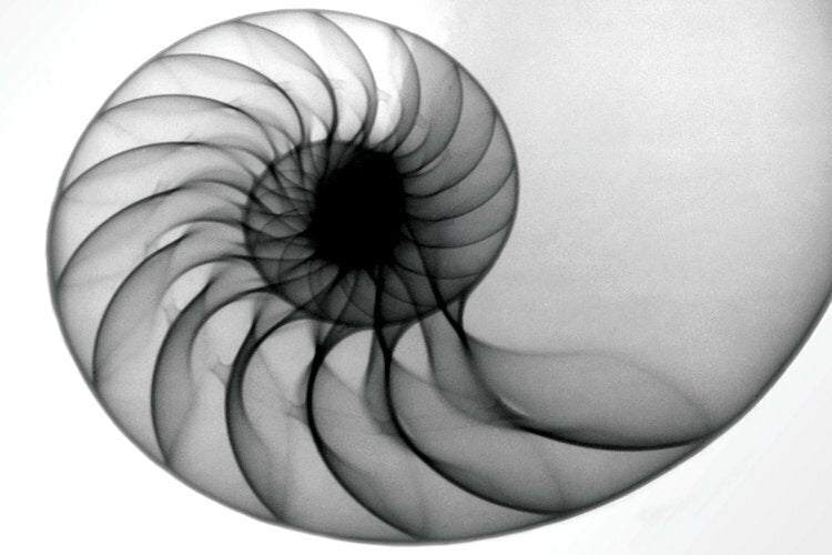 8" H x 12" W x 0.75" D Nautilus by Hong Pham - Wrapped Canvas Gallery-Wrapped Canvas Giclée LC600