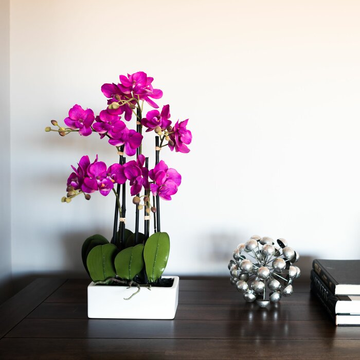 Orchid Floral Arrangement in Pot