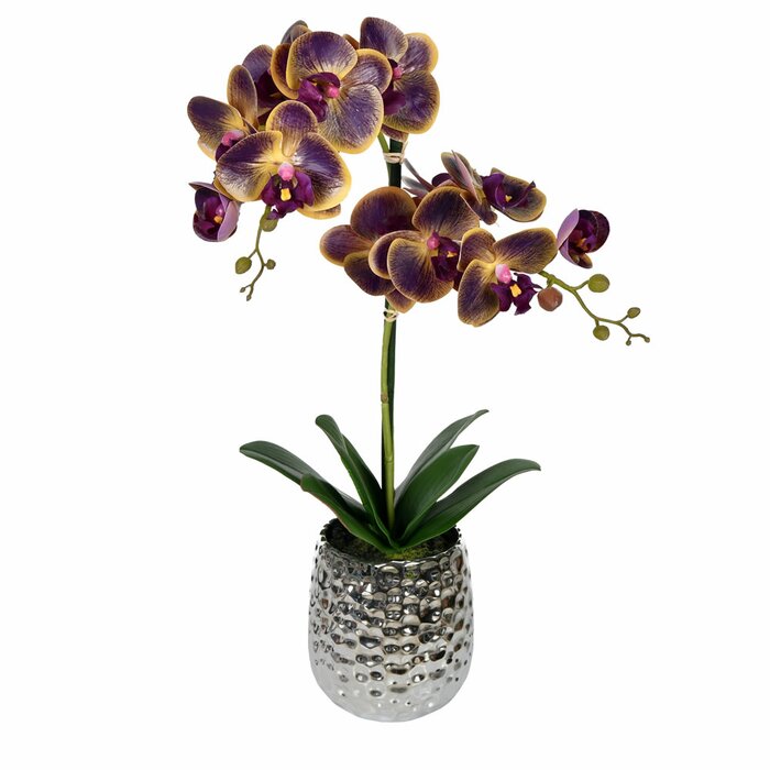 Phalaenopsis Floral Arrangement in  Pot (#HA546)