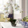 Load image into Gallery viewer, Phalaenopsis Orchid Floral Arrangement in Vase 2374