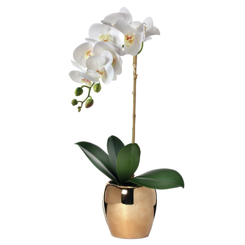 20" H x 5" W x 6" D Phalaenopsis Orchids Stem in Pot CL481