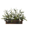 Phlox Desktop Flowering Plant in Planter CL306