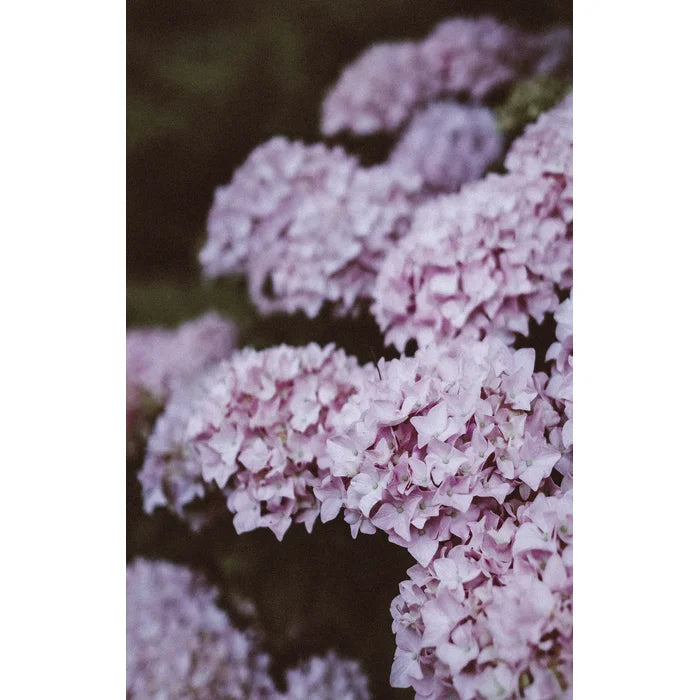 36" H x 24" W x 1.25" D Purple Hydrangeas - Wrapped Canvas Photograph