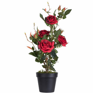 Rose Flowering Plant in Pot 2227