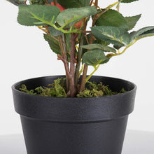 Load image into Gallery viewer, Rose Flowering Plant in Pot 2227
