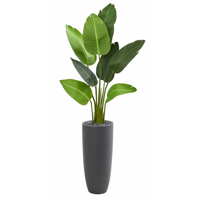 120 cm Traveler's Floor Palm Tree in Planter  #SA769