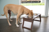 Marty Pet Diner Double Elevated Feeder, Brown - Small (#K1131)