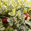 11 in. Boxwood Ball Topiary EJ869