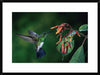 Snowy-Bellied Hummingbird Male, Flying Near Firebush Flowers Cloud Forest, Costa Rica - Picture Frame Photograph, dr462