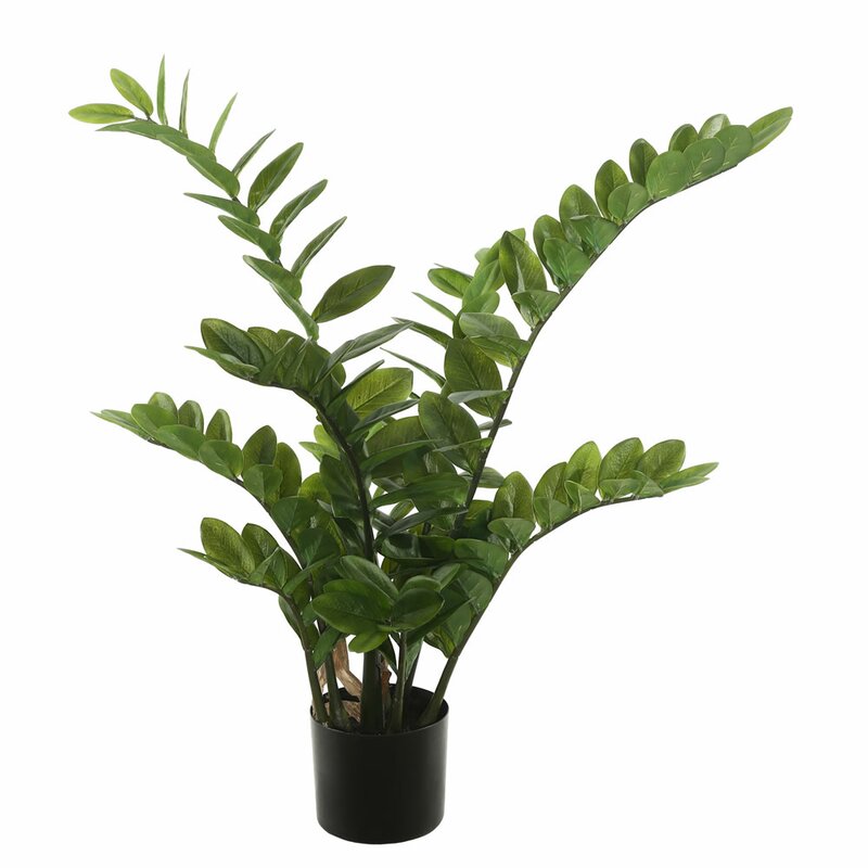 Succulent Zamifolia Plant in Pot 7067