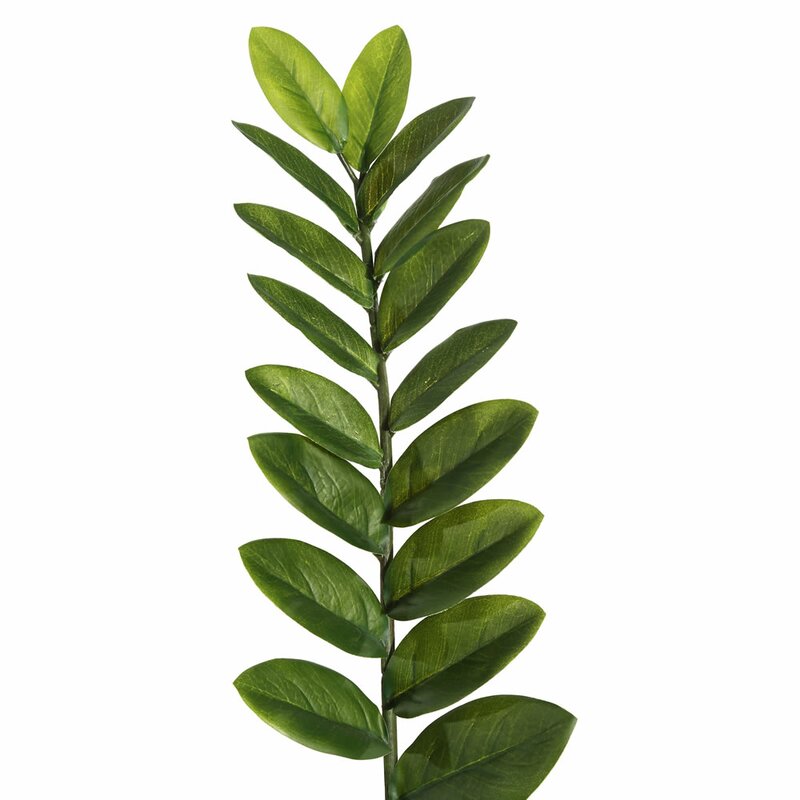 Succulent Zamifolia Plant in Pot 7067
