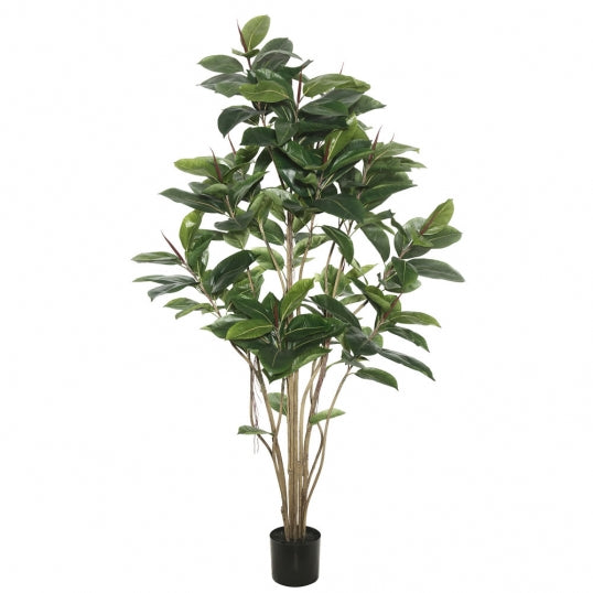 5 foot Rubber Tree: Potted K7635