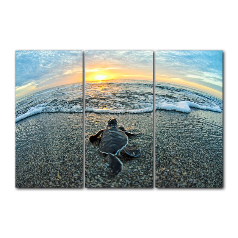 Turtle by Christopher Doherty - 3 Piece Wrapped Canvas Print