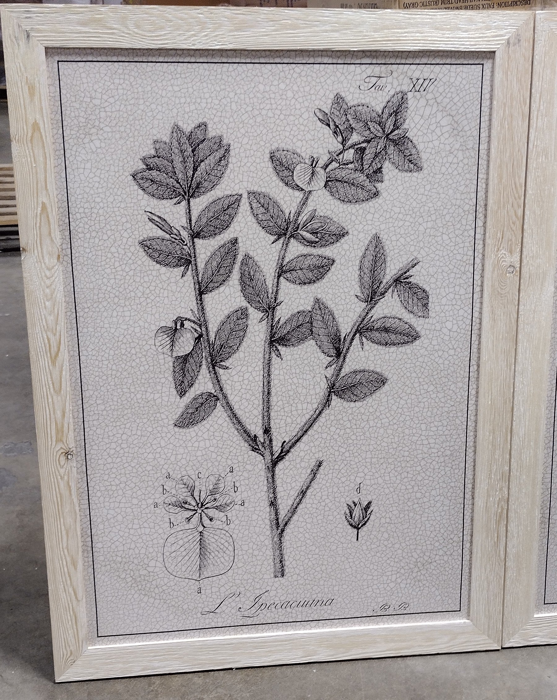 37.5" H x 82.5" W x 1.5" D Antique Black And White Botanical VII - 3 Piece Picture Frame Illustration on Canvas