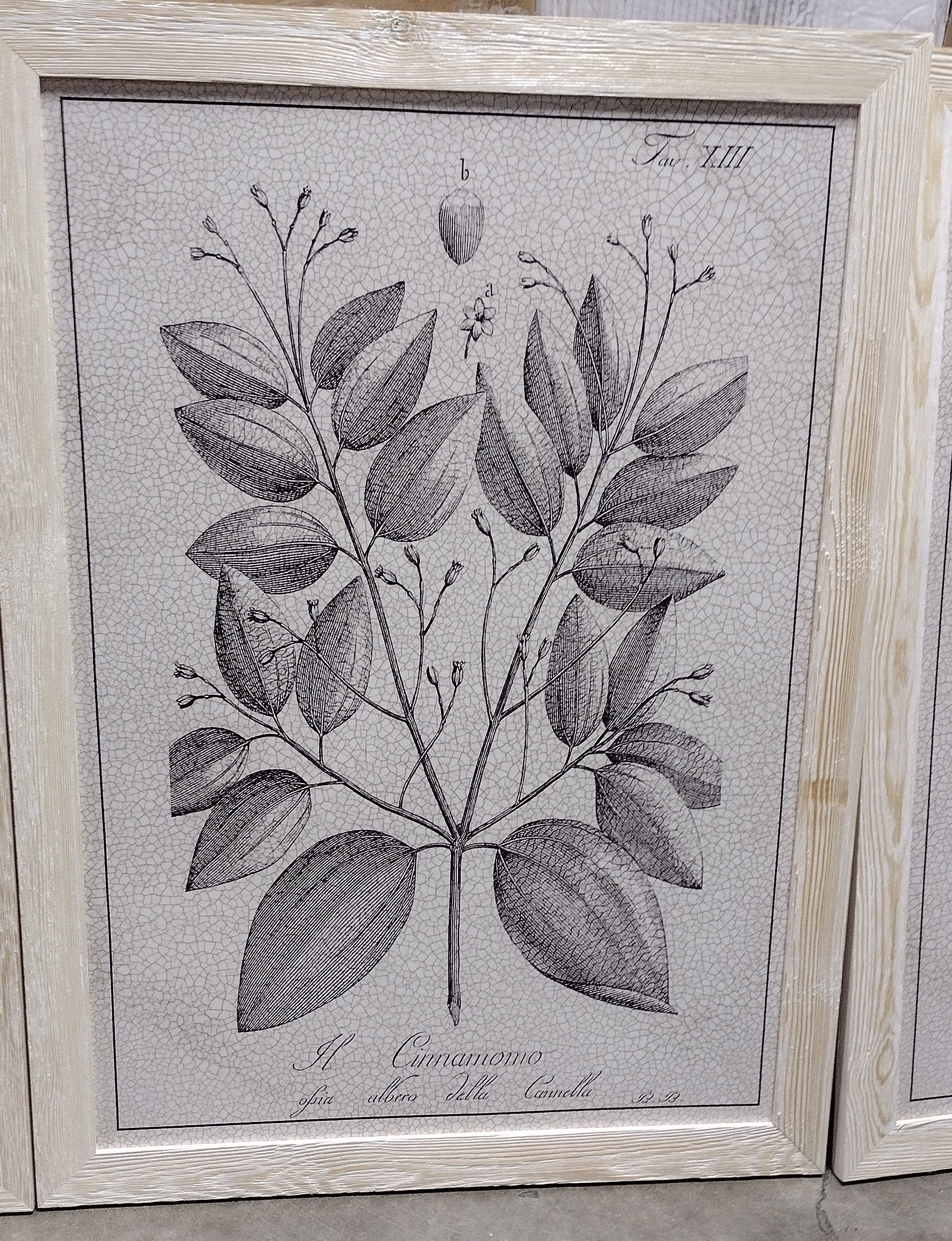 37.5" H x 82.5" W x 1.5" D Antique Black And White Botanical VII - 3 Piece Picture Frame Illustration on Canvas