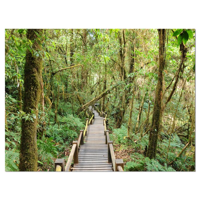 Walk Way In Deep Forest - Wrapped Canvas Photograph, 30" H x 40" W x 1" D
