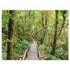 Walk Way In Deep Forest - Wrapped Canvas Photograph, 30