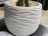 60'' Faux Banana Leaf Plant in Fiber Clay Planter,