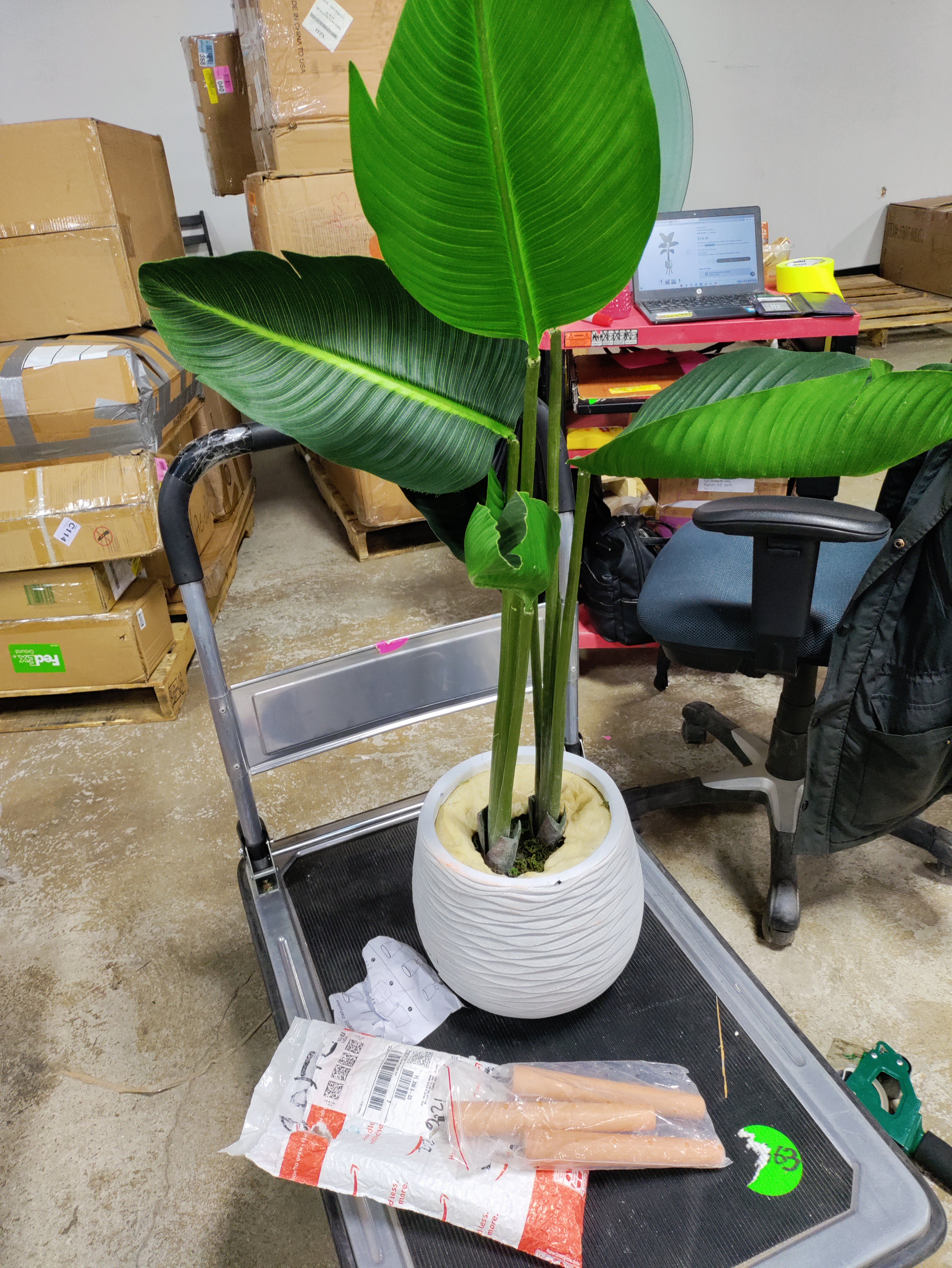 60'' Faux Banana Leaf Plant in Fiber Clay Planter