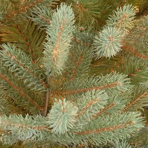6.5 ft. Norway Fir Tree