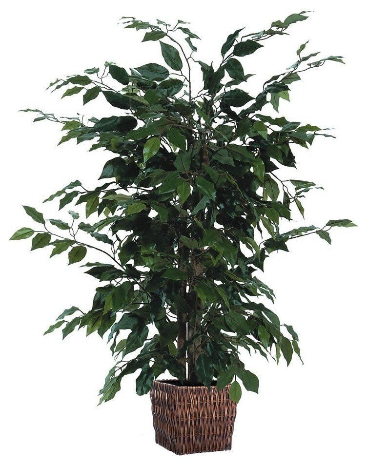 4' Ficus in Square Willow Container