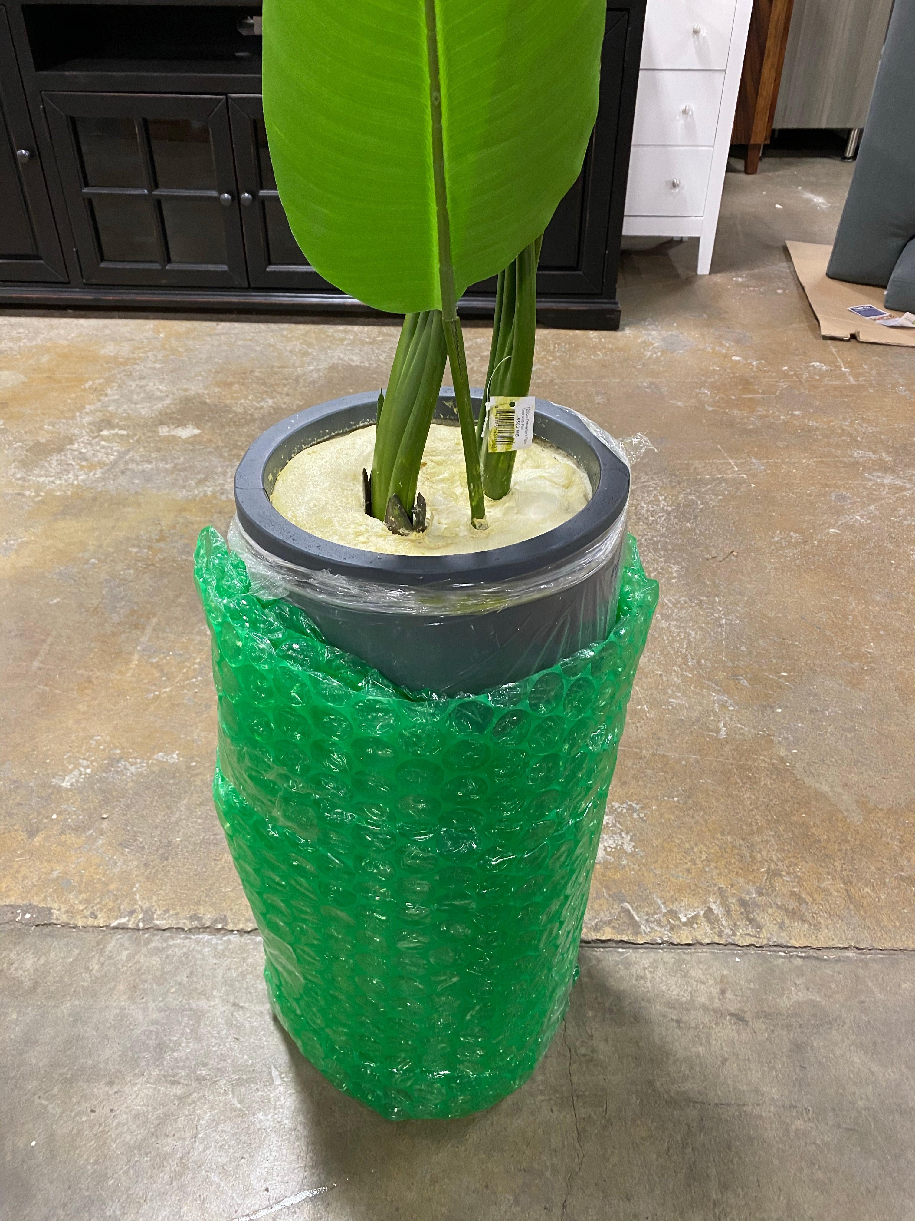 120 cm Traveler's Floor Palm Tree in Planter  #SA769