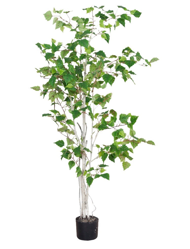 Birch Tree in Pot CG1007