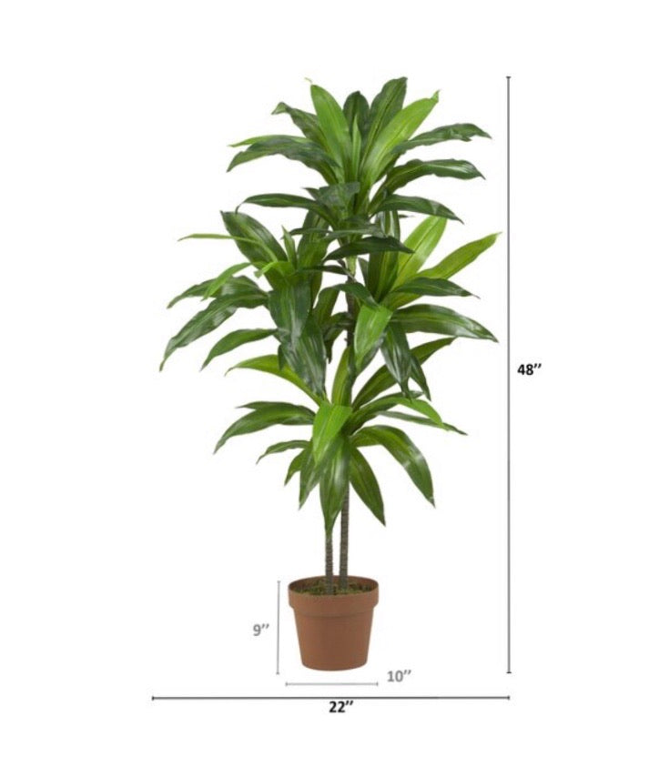 42" Dracaena Plant in Planter CG1297