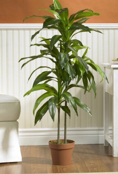 42" Dracaena Plant in Planter CG1297