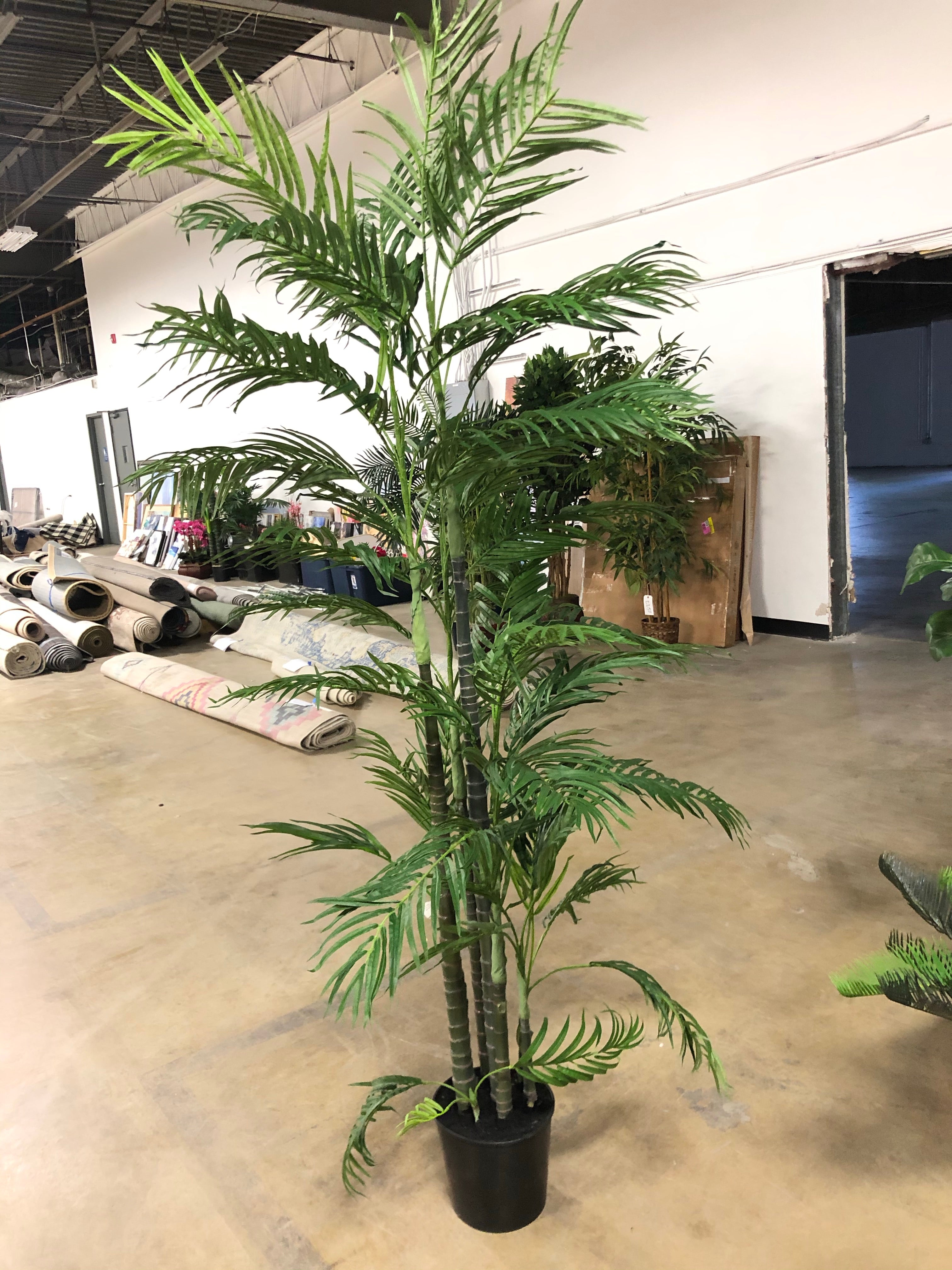 7' Palm Tree in Pot 2256