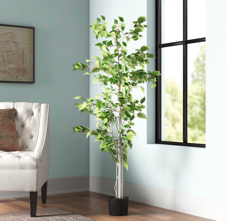Birch Tree in Pot CG1007