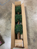 Brooklyn Floor Boxwood Topiary in Pot  #SA324