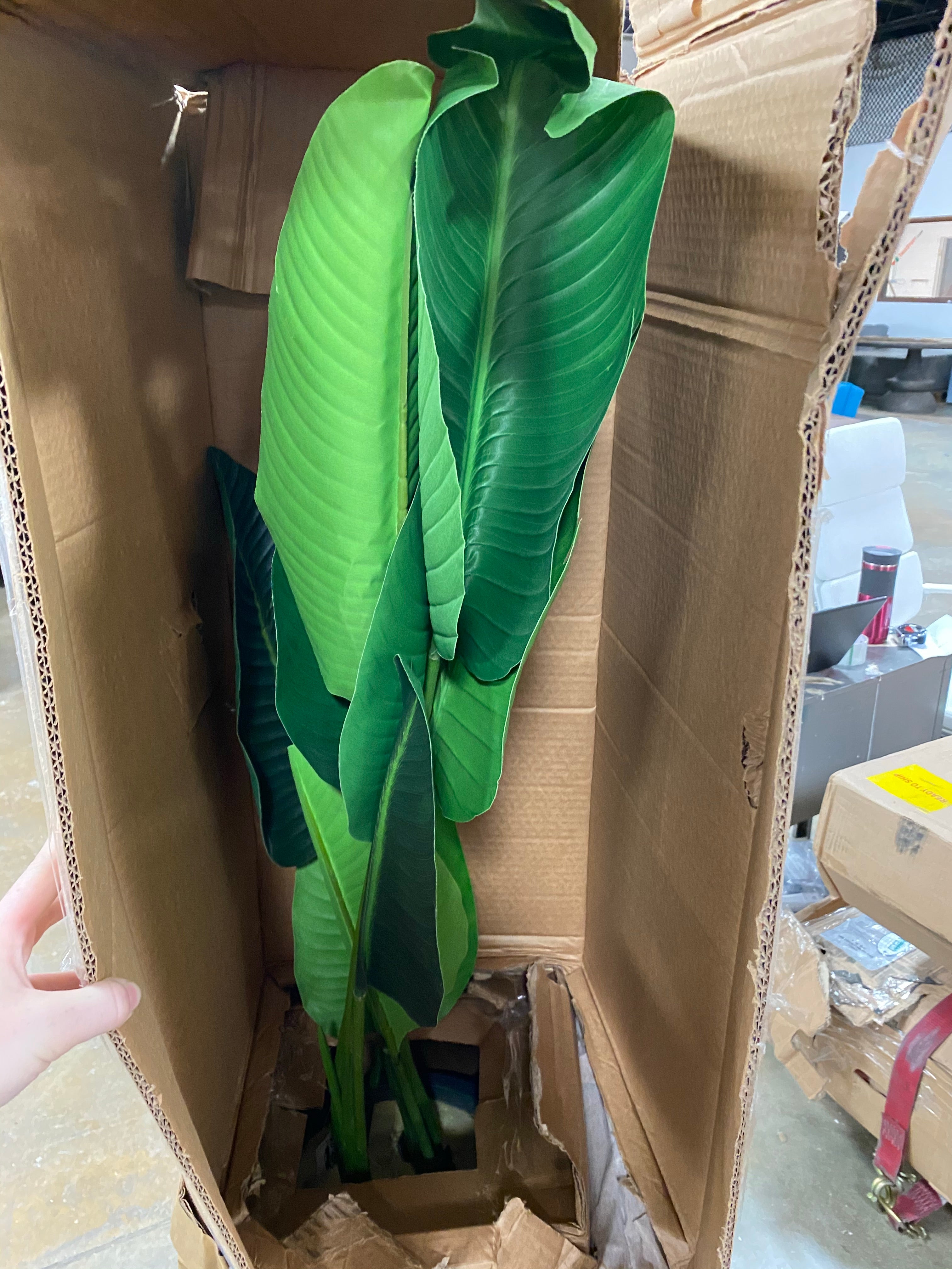 120 cm Traveler's Floor Palm Tree in Planter  #SA769