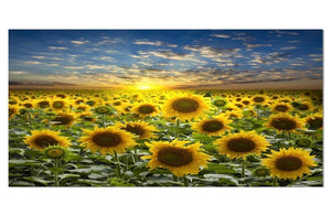 16x32" Field of Blooming Sunflowers Canvas CG938