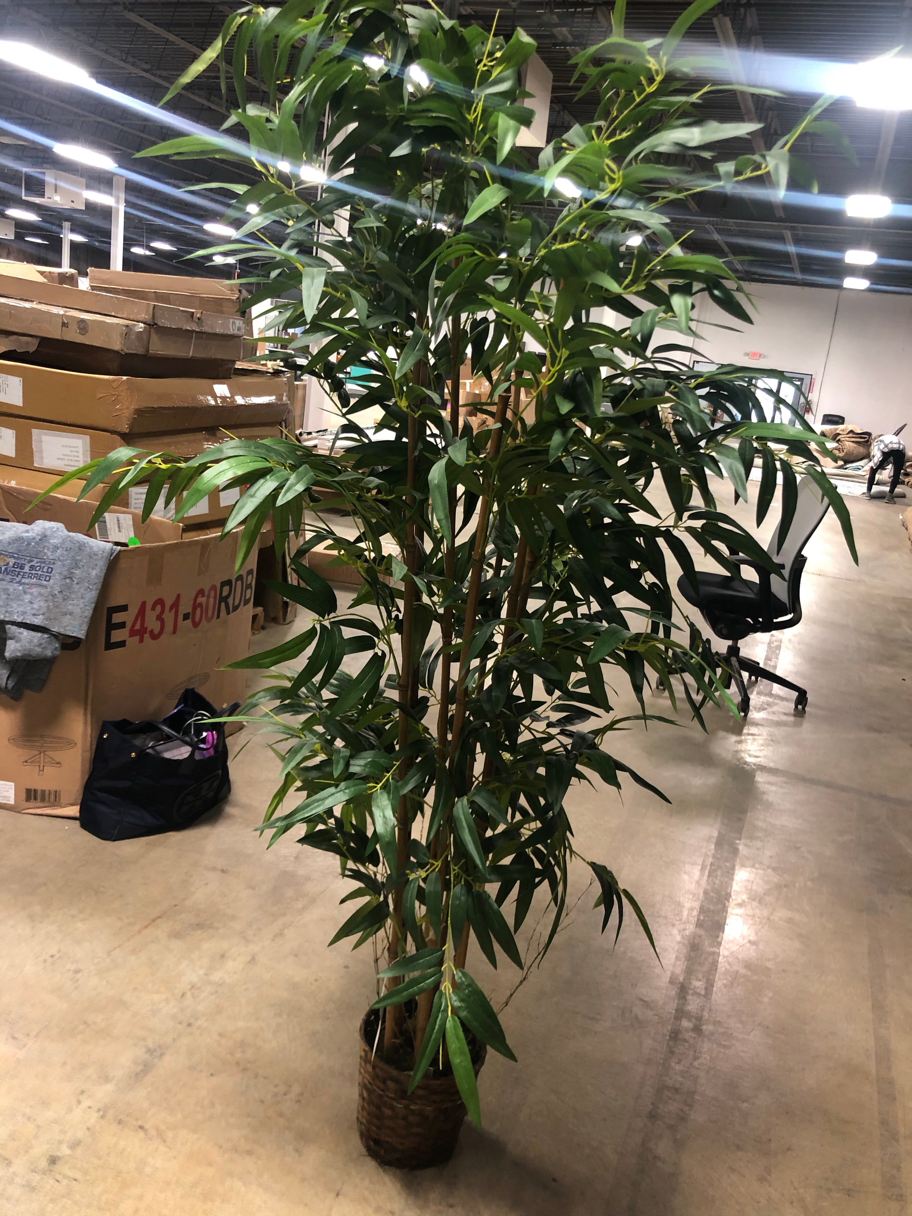 76" Bamboo Tree in basket 2250
