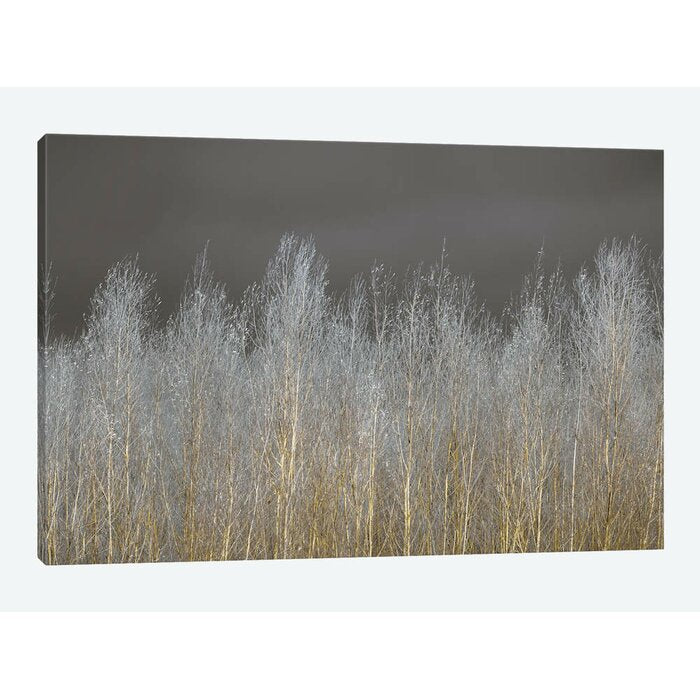 'Silver Forest' Print on Canvas JJ370