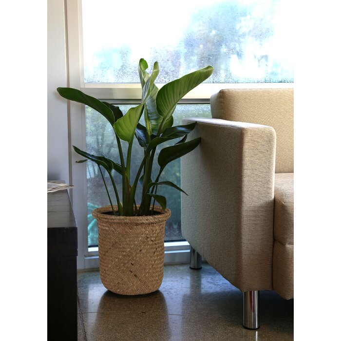 28" Flowering Plant in Basket JJ657