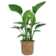 28" Flowering Plant in Basket JJ657